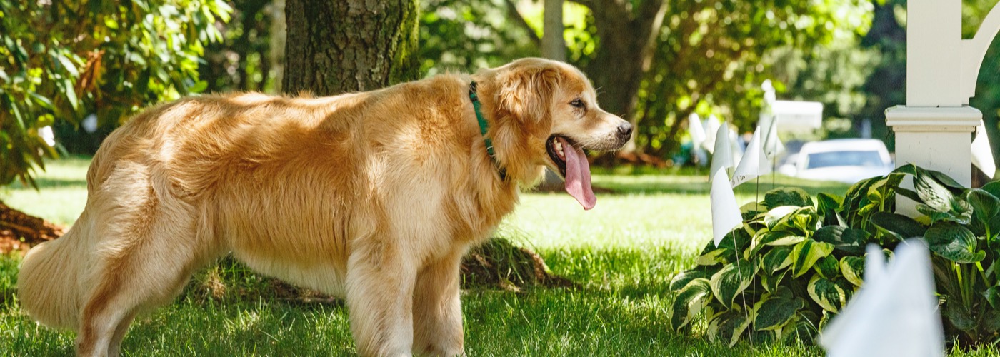 DogWatch Arkansas Hidden Fence, Fayetteville, Arkansas | Outdoor Hidden Dog Fences Slider Image