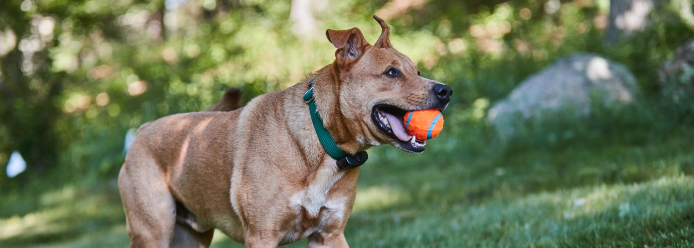 DogWatch Arkansas Hidden Fence, Fayetteville, Arkansas | ProFenceX Slider Image